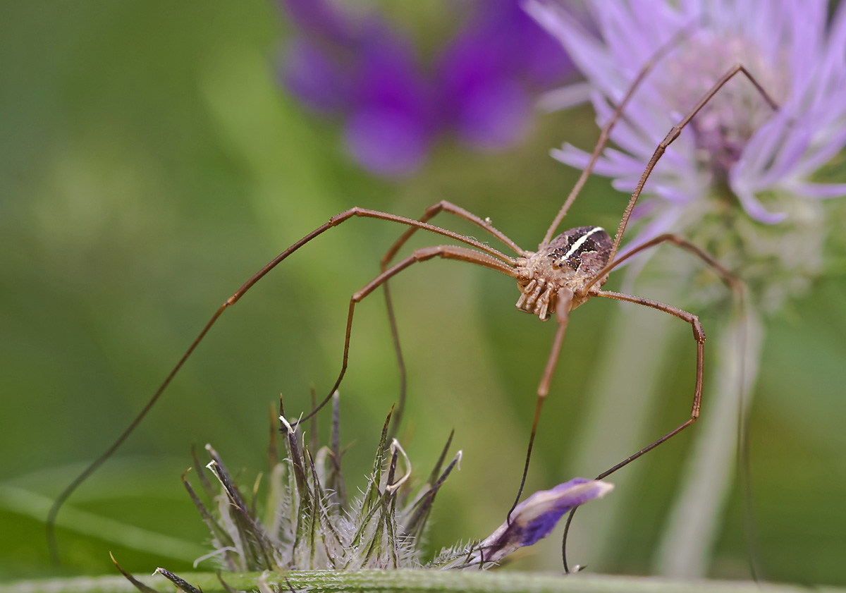 Phalangiidae siciliano: Metaphalangium